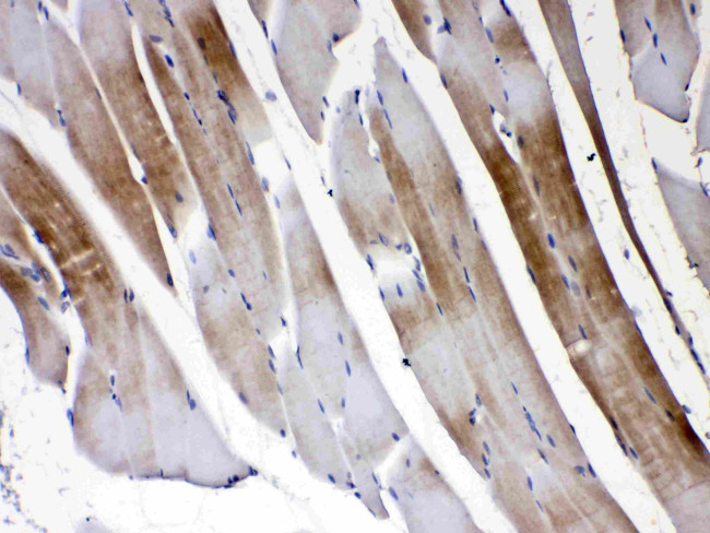 Connexin 45 Antibody in Immunohistochemistry (Paraffin) (IHC (P))