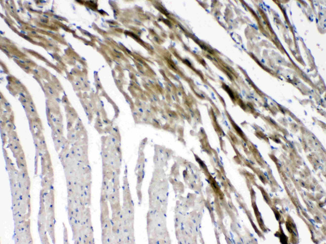 Connexin 45 Antibody in Immunohistochemistry (Paraffin) (IHC (P))