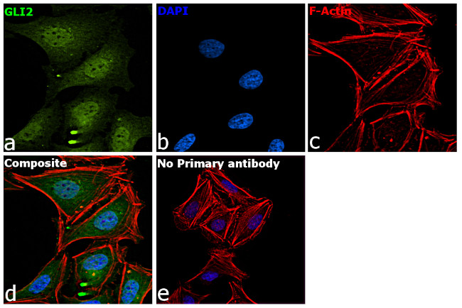 GLI2 Antibody in Immunocytochemistry (ICC/IF)