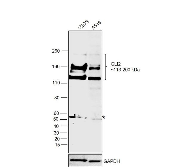 GLI2 Antibody in Western Blot (WB)