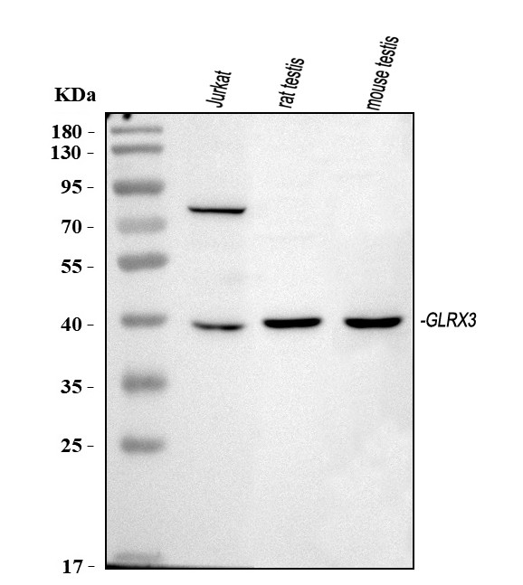 TXNL2 Antibody in Western Blot (WB)