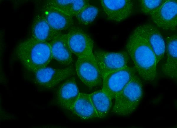 GluR2 Antibody in Immunocytochemistry (ICC/IF)