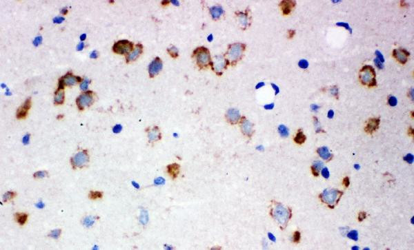 GluR2 Antibody in Immunohistochemistry (Frozen) (IHC (F))