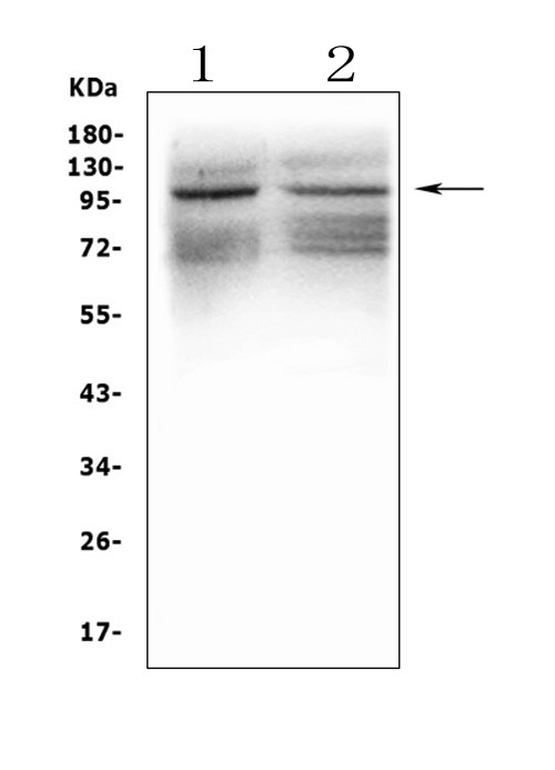 GRIK1 Antibody in Western Blot (WB)