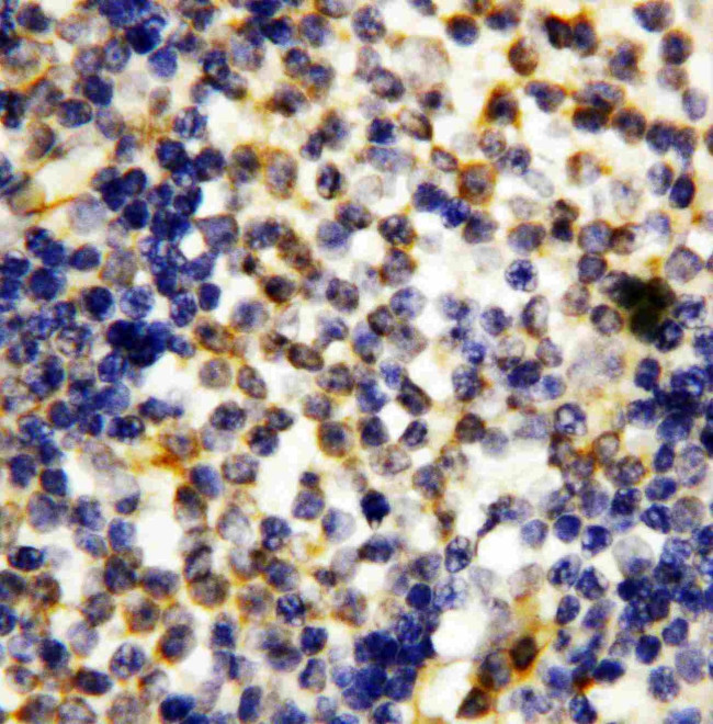 Granzyme A Antibody in Immunohistochemistry (Paraffin) (IHC (P))