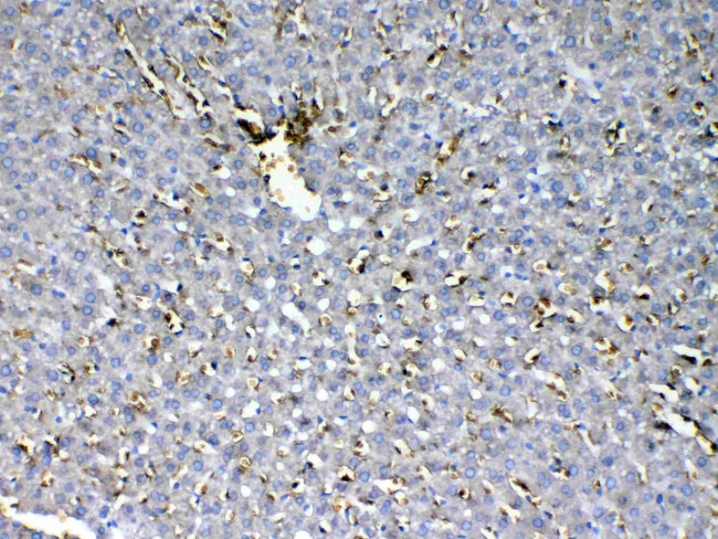 HBD Antibody in Immunohistochemistry (Paraffin) (IHC (P))