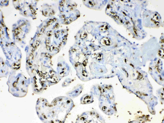 HBD Antibody in Immunohistochemistry (Paraffin) (IHC (P))