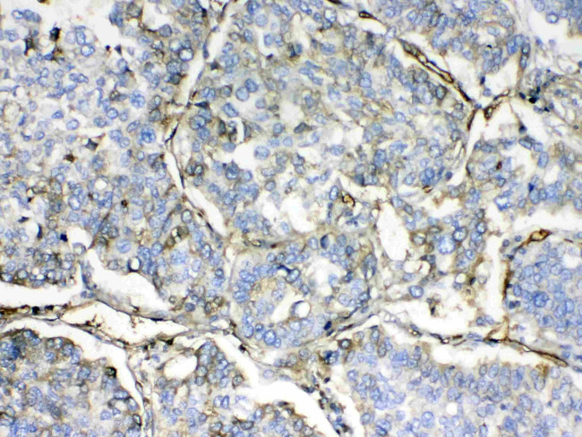 HBD Antibody in Immunohistochemistry (Paraffin) (IHC (P))