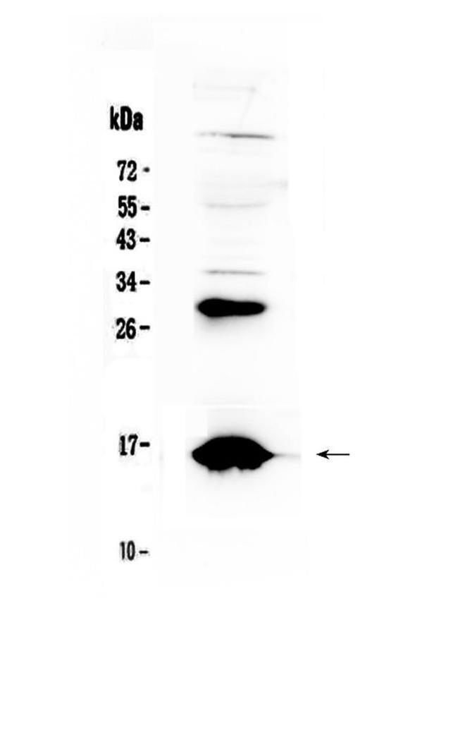 HBD Antibody in Western Blot (WB)