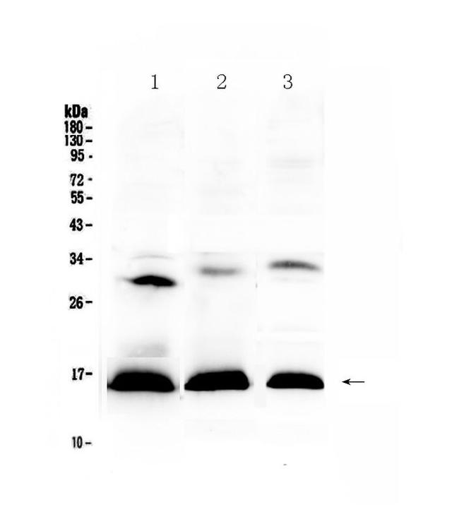 HBD Antibody in Western Blot (WB)