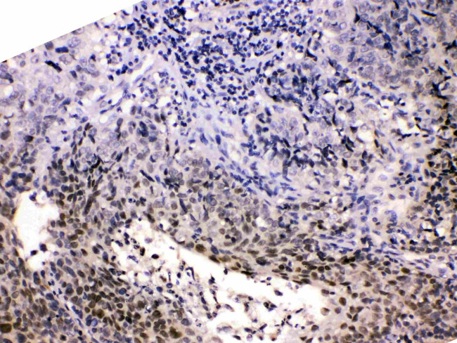 HDGF Antibody in Immunohistochemistry (Paraffin) (IHC (P))