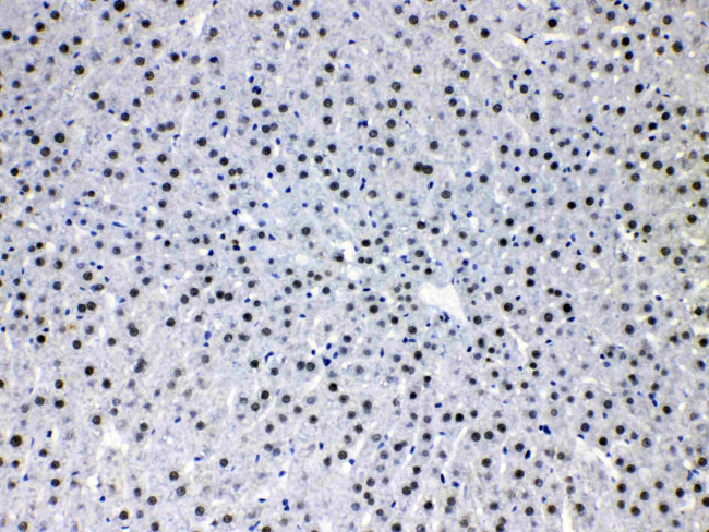 HDGF Antibody in Immunohistochemistry (Paraffin) (IHC (P))