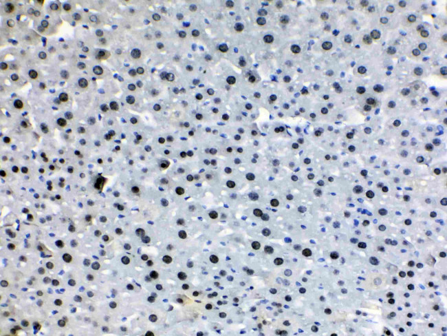 HDGF Antibody in Immunohistochemistry (Paraffin) (IHC (P))