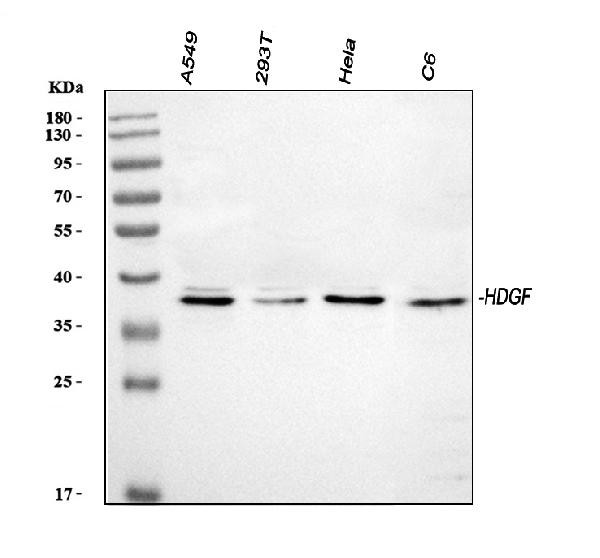 HDGF Antibody in Western Blot (WB)