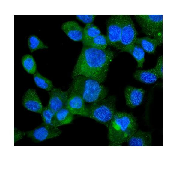 HINT1 Antibody in Immunocytochemistry (ICC/IF)