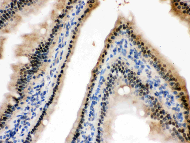 HINT1 Antibody in Immunohistochemistry (Paraffin) (IHC (P))