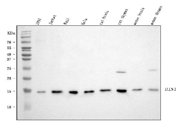 HINT1 Antibody in Western Blot (WB)