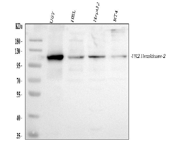 HK2 Antibody in Western Blot (WB)