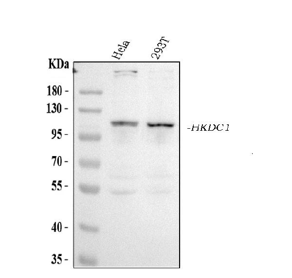 HKDC1 Antibody in Western Blot (WB)