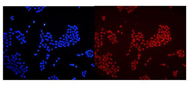 HMGB1 Antibody in Immunocytochemistry (ICC/IF)