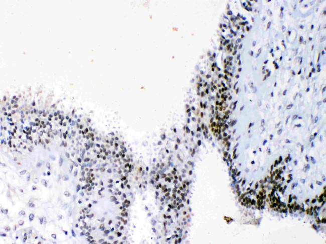 HMGB1 Antibody in Immunohistochemistry (Paraffin) (IHC (P))