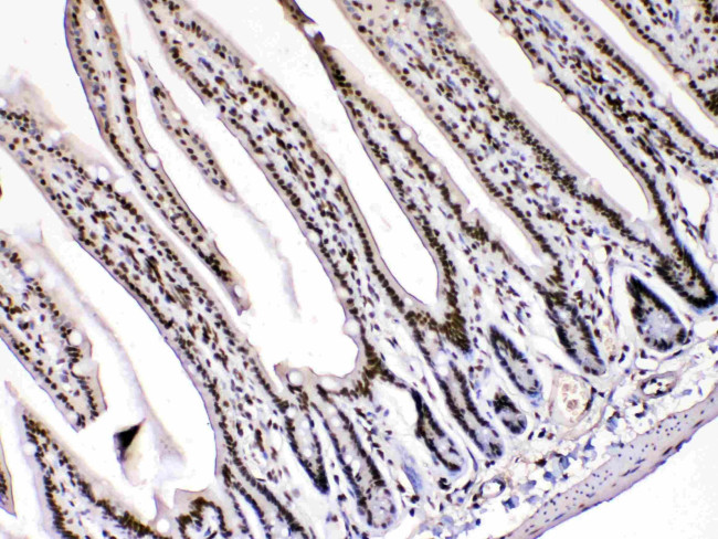 HMGB1 Antibody in Immunohistochemistry (Paraffin) (IHC (P))