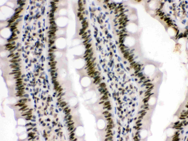 HMG4 Antibody in Immunohistochemistry (Paraffin) (IHC (P))