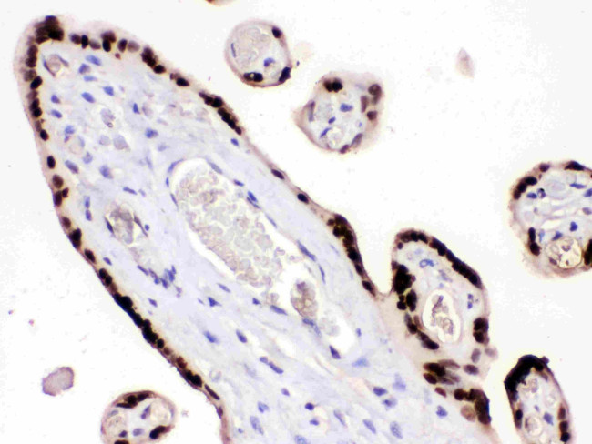 HMG4 Antibody in Immunohistochemistry (Paraffin) (IHC (P))