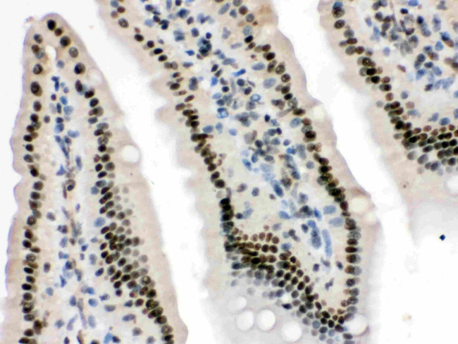 HMG4 Antibody in Immunohistochemistry (Paraffin) (IHC (P))