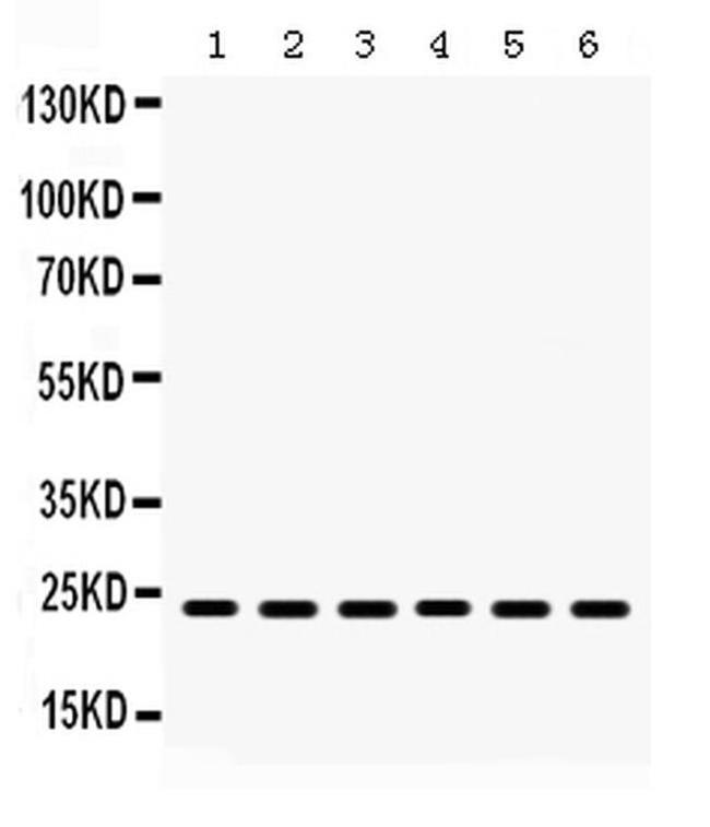 HMG4 Antibody in Western Blot (WB)