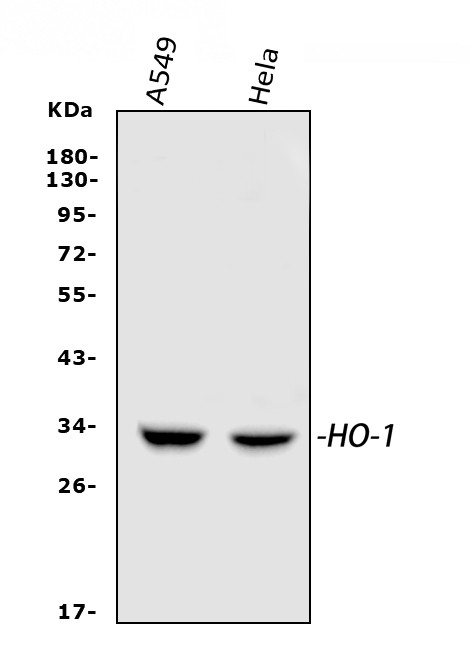 HO-1 Antibody in Western Blot (WB)