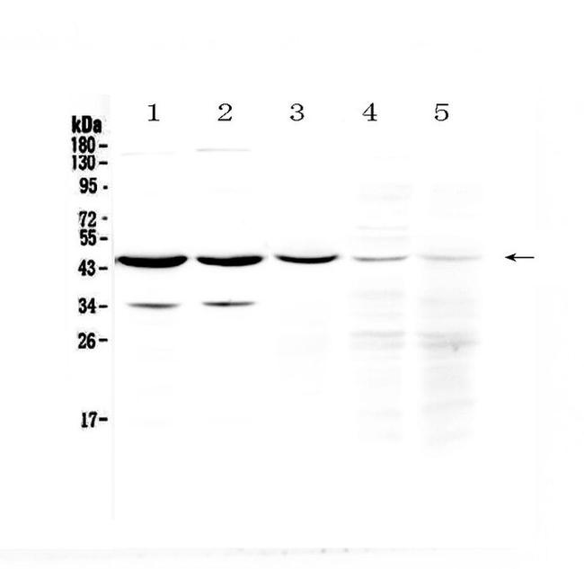 HOMER3 Antibody in Western Blot (WB)