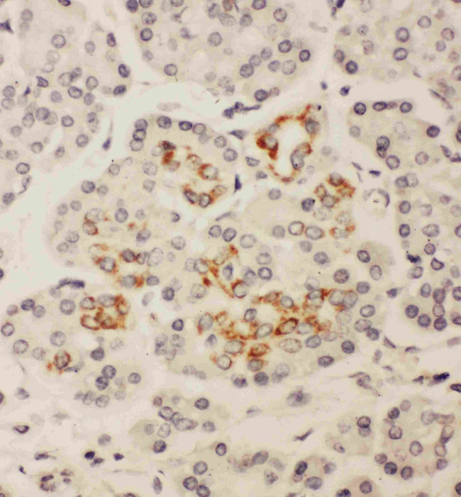 HOXA3 Antibody in Immunohistochemistry (Paraffin) (IHC (P))