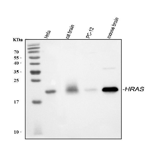 H-Ras Antibody in Western Blot (WB)