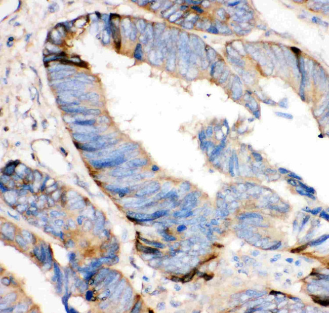 HRG Antibody in Immunohistochemistry (Paraffin) (IHC (P))