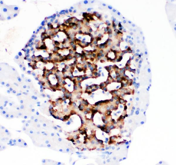 HSD11B1 Antibody in Immunohistochemistry (Paraffin) (IHC (P))