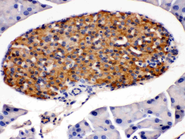 HSD11B2 Antibody in Immunohistochemistry (Paraffin) (IHC (P))