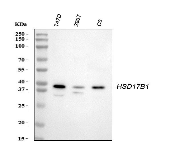 HSD17B1 Antibody in Western Blot (WB)