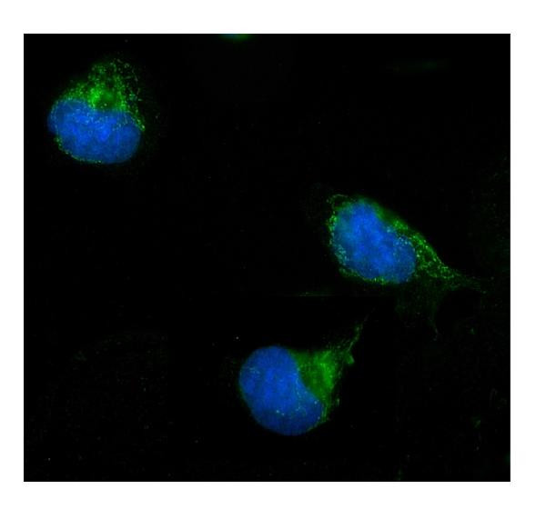 ERAB Antibody in Immunocytochemistry (ICC/IF)