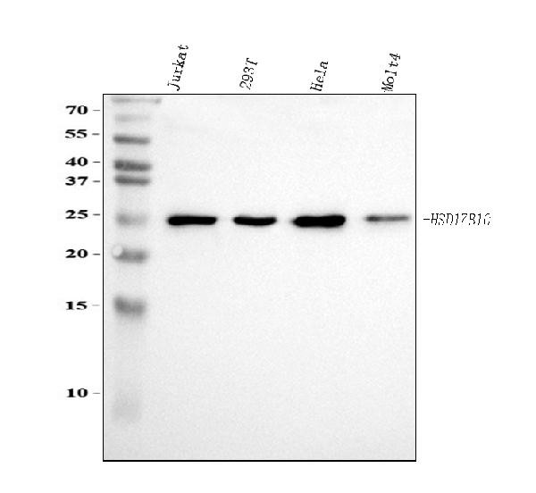 ERAB Antibody in Western Blot (WB)