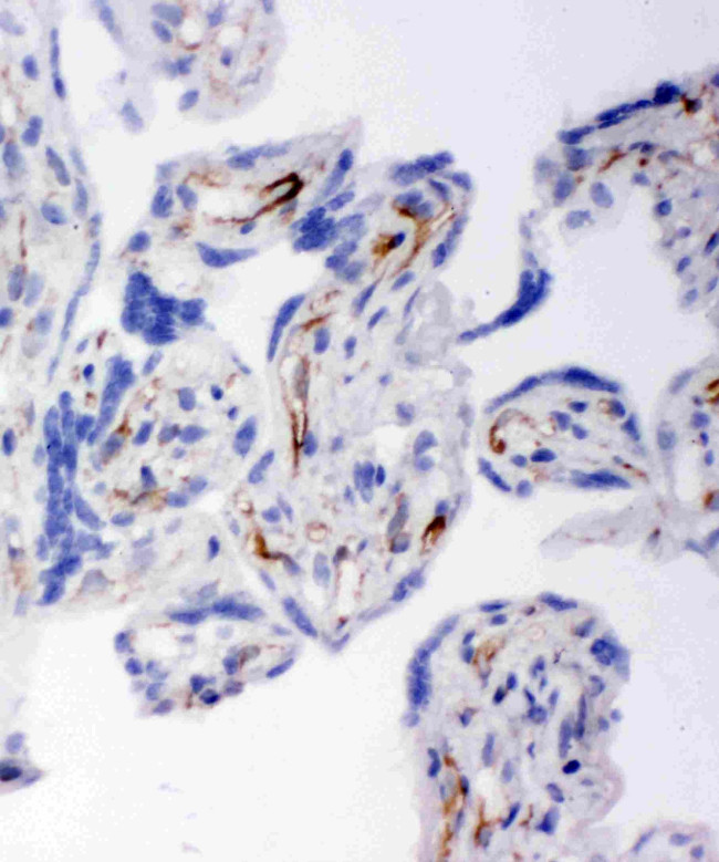 HSD17B2 Antibody in Immunohistochemistry (Frozen) (IHC (F))