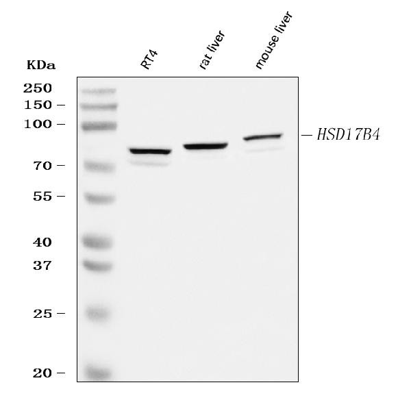 HSD17B4 Antibody in Western Blot (WB)