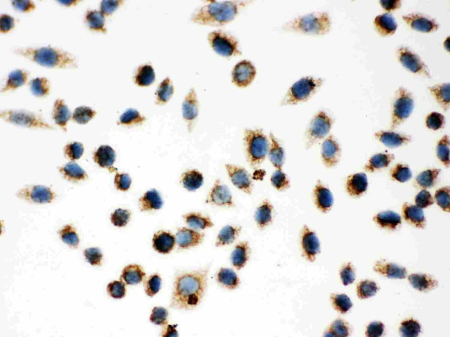 HSP60 Antibody in Immunocytochemistry (ICC/IF)