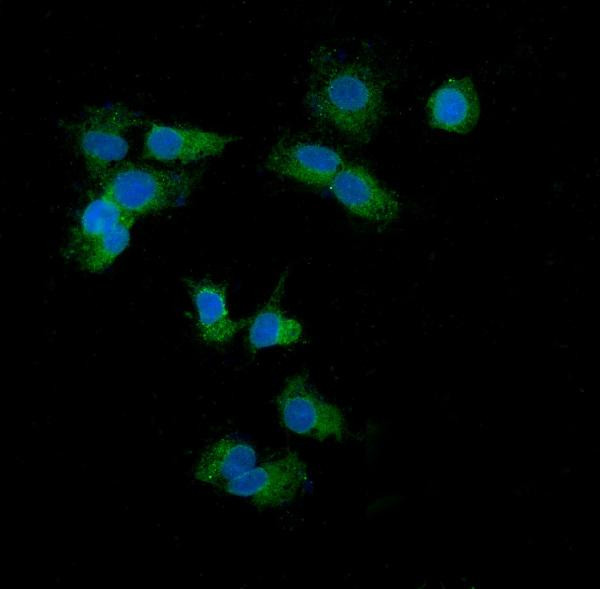 HSPE1 Antibody in Immunocytochemistry (ICC/IF)