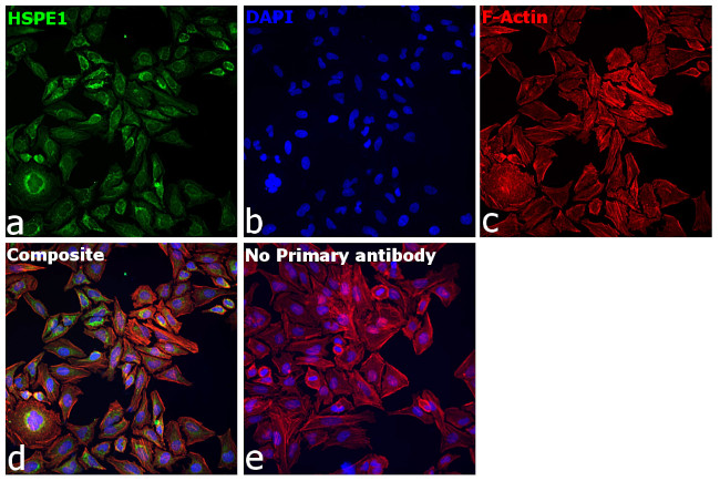 HSPE1 Antibody in Immunocytochemistry (ICC/IF)