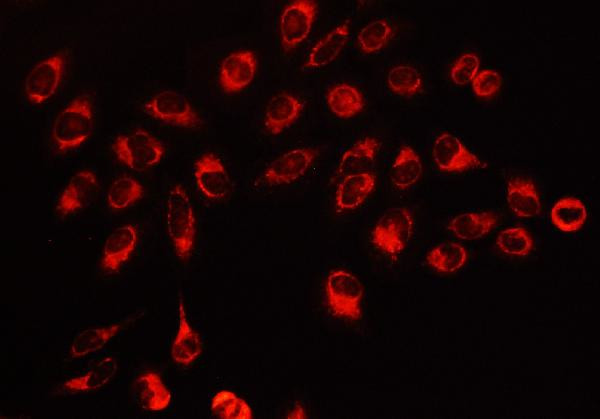 HSPE1 Antibody in Immunocytochemistry (ICC/IF)