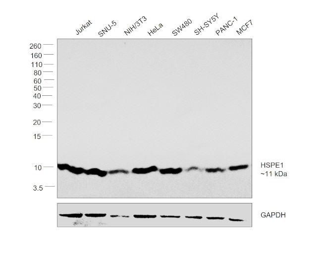 HSPE1 Antibody in Western Blot (WB)