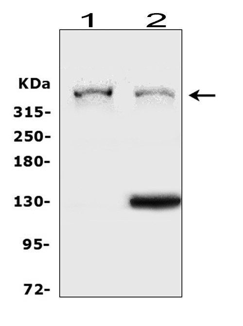 Perlecan Antibody in Western Blot (WB)