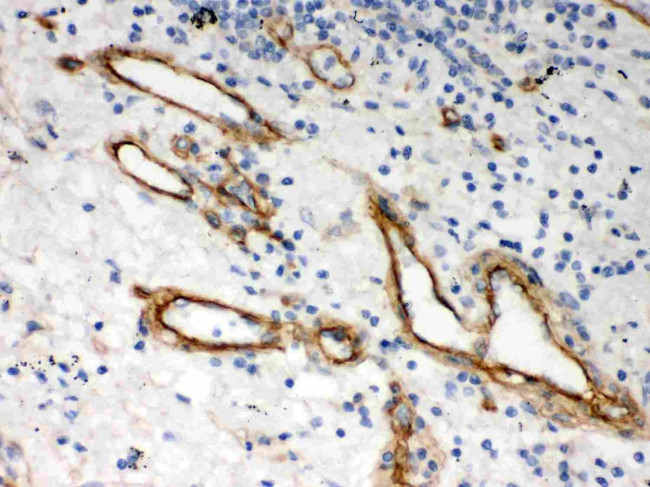 Perlecan Antibody in Immunohistochemistry (Paraffin) (IHC (P))