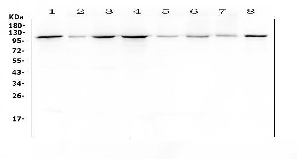 HSP105 Antibody in Western Blot (WB)